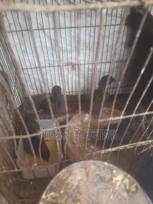 কেদারনাথ মুরগী বাচ্চা বিক্রি করা হবে
