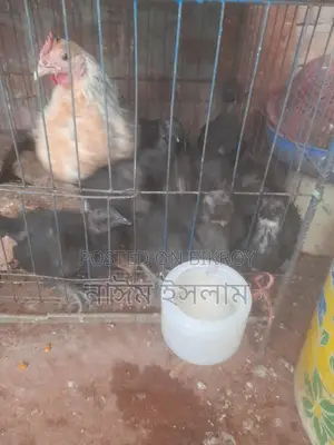 কেদারনাথ মুরগী বাচ্চা বিক্রি করা হবে