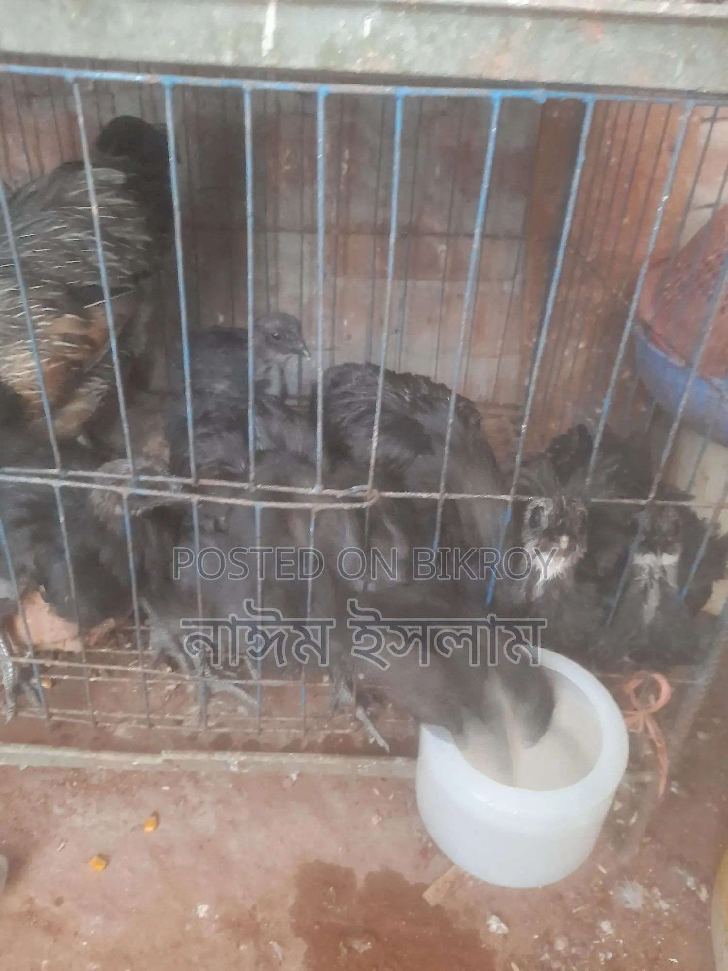 কেদারনাথ মুরগী বাচ্চা বিক্রি করা হবে