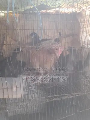 কেদারনাথ মুরগী বাচ্চা বিক্রি করা হবে