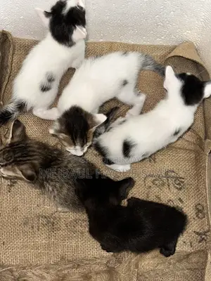 Cat Adoption