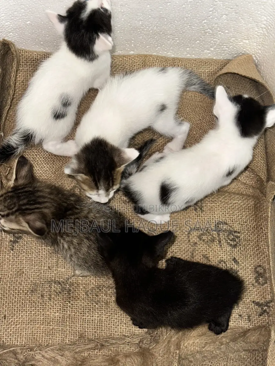 Cat Adoption