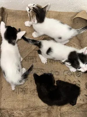 Cat Adoption