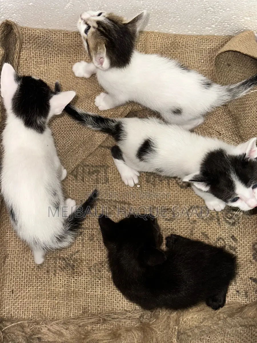 Cat Adoption