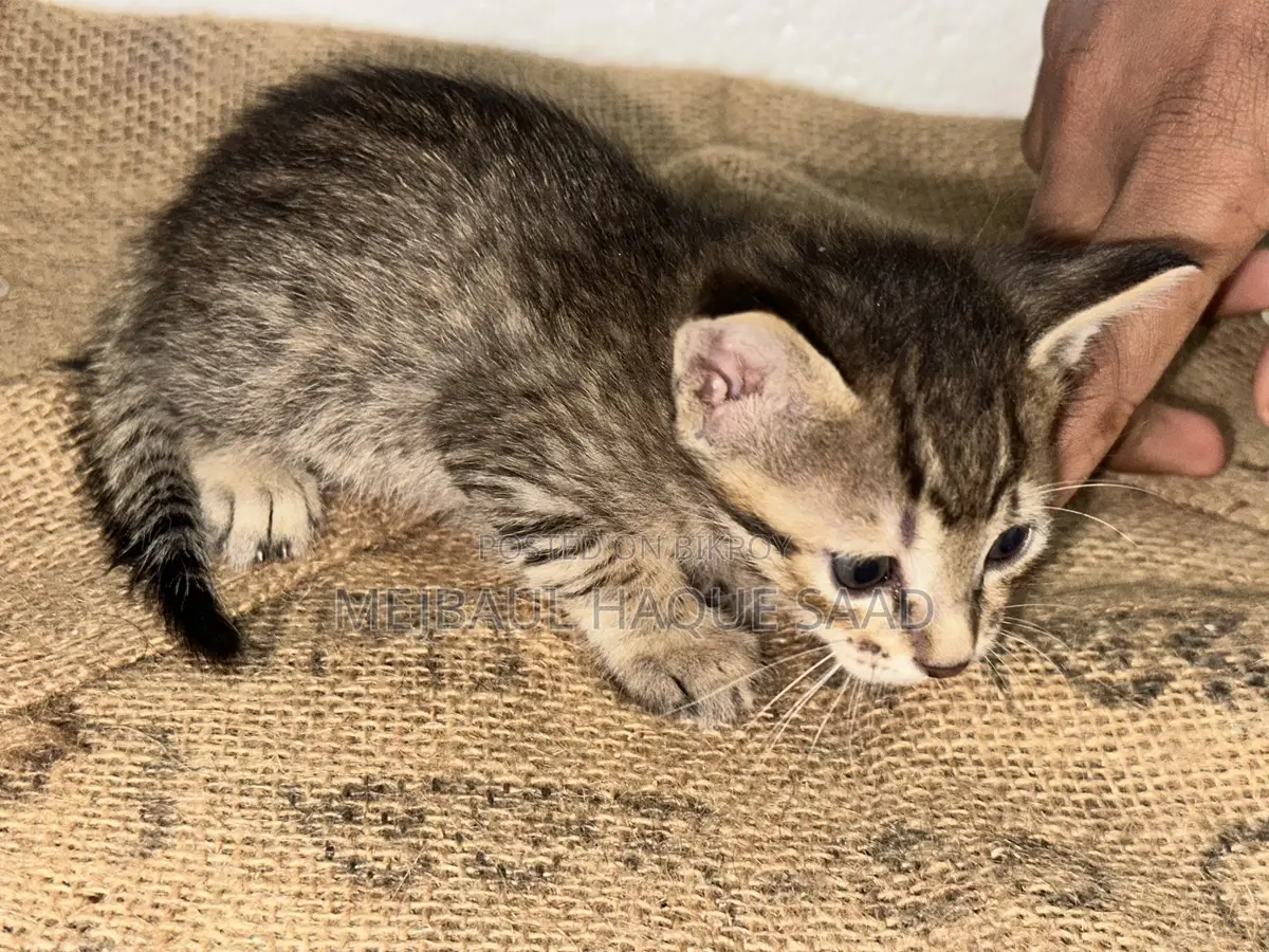 Cat Adoption