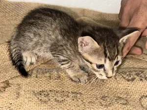 Cat Adoption