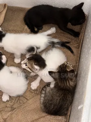Cat Adoption