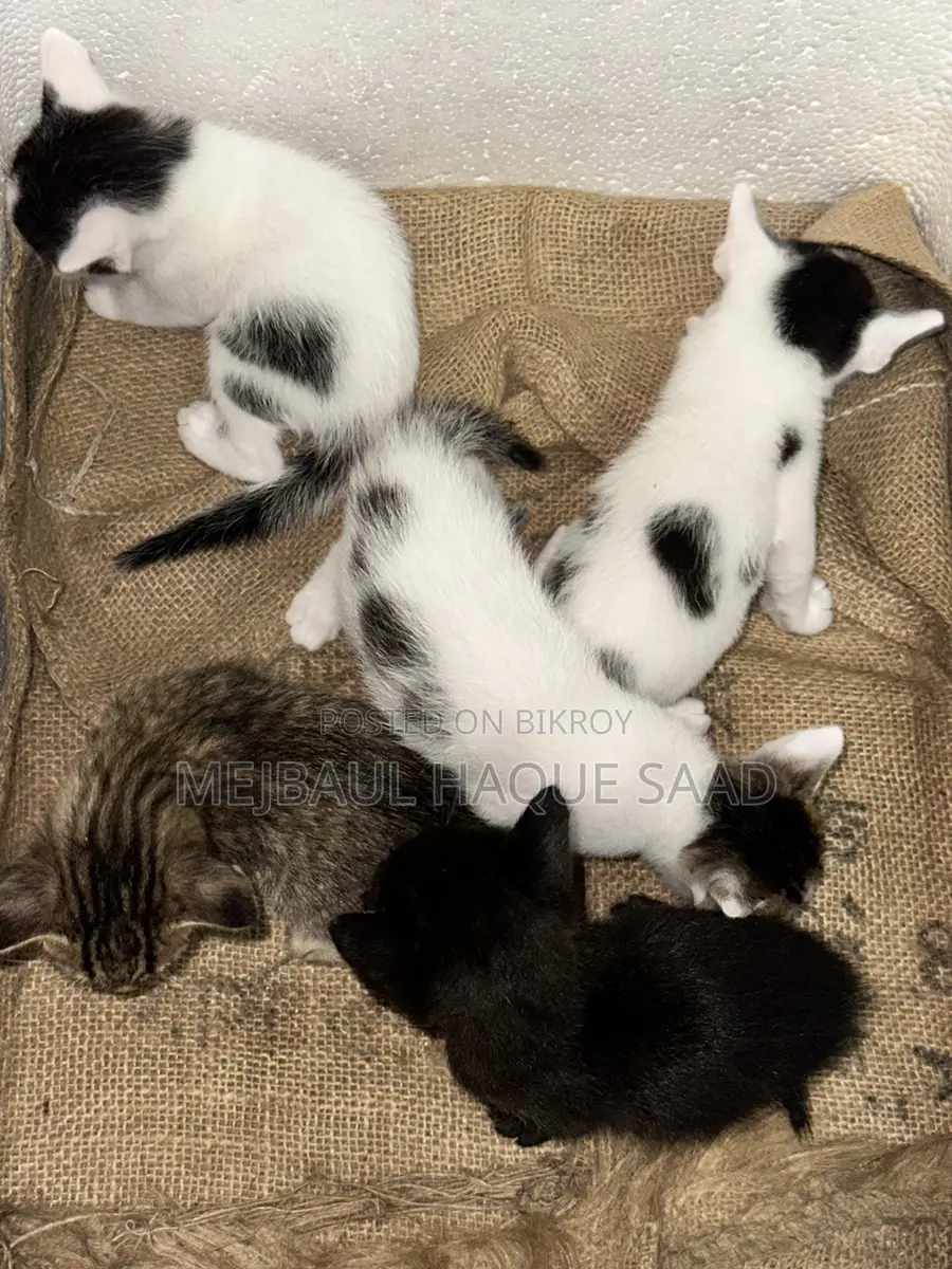 Cat Adoption