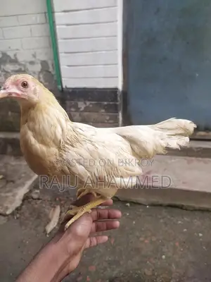 ইকো হামা