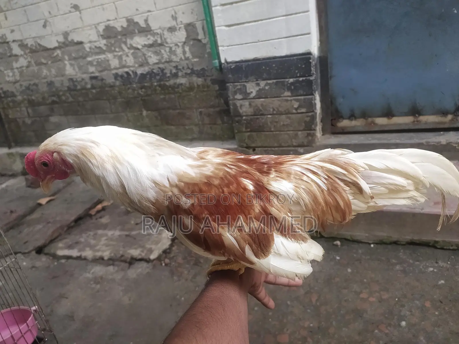 ইকো হামা