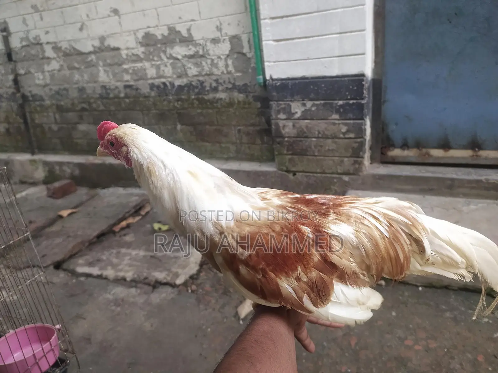 ইকো হামা
