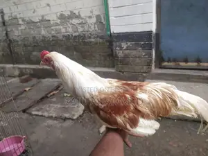 ইকো হামা