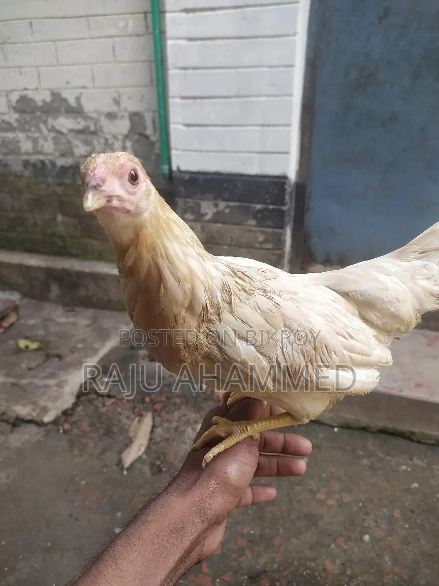 ইকো হামা