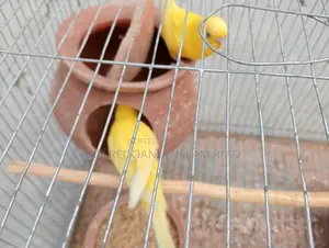 Budgerigar Birds