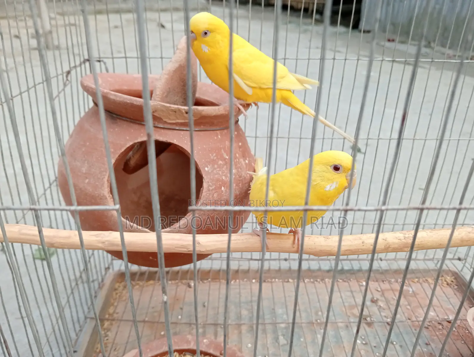 Budgerigar Birds