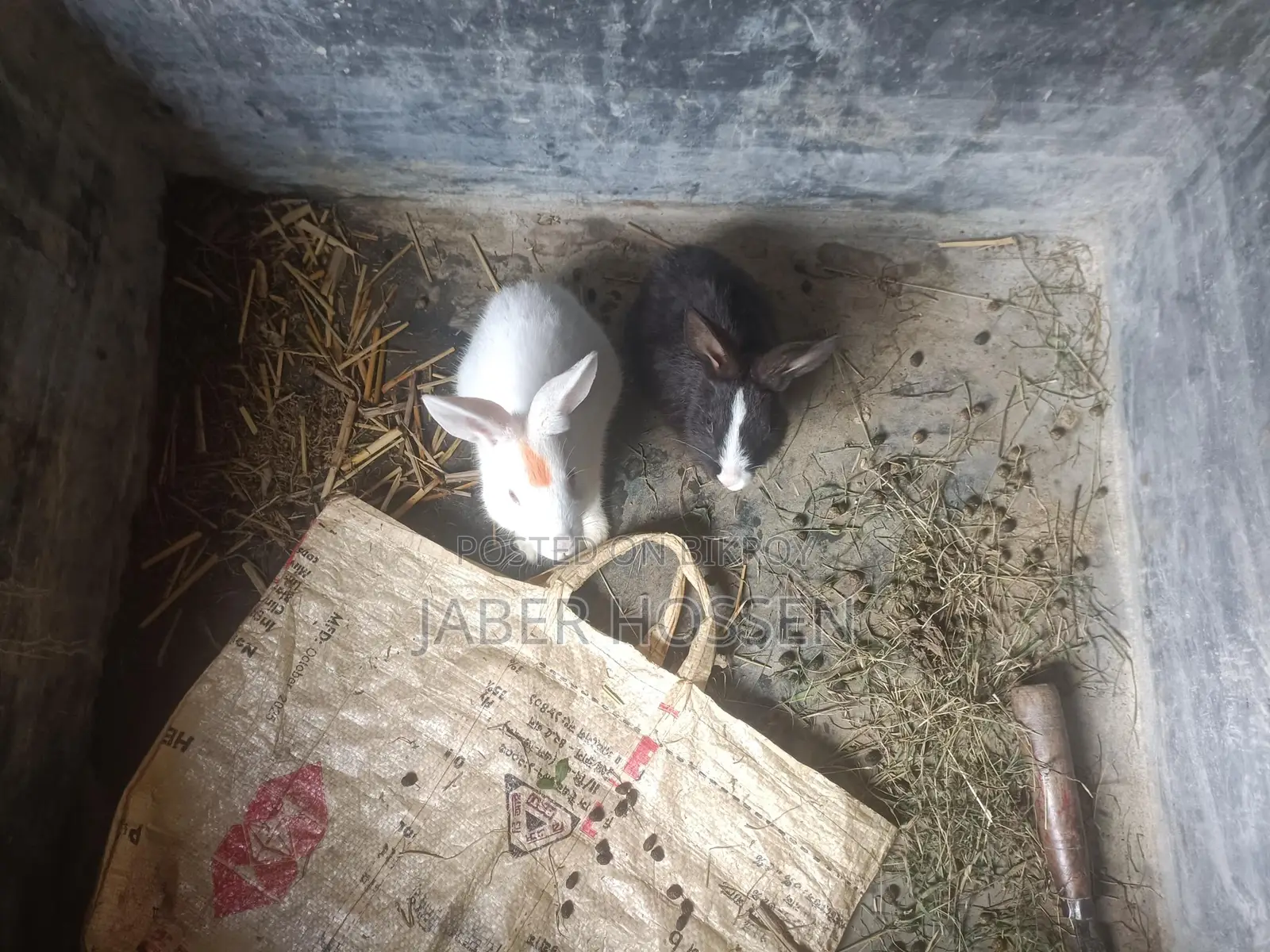 Rabbits