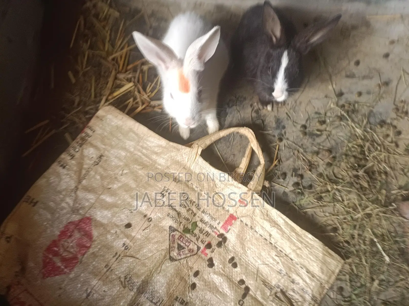 Rabbits