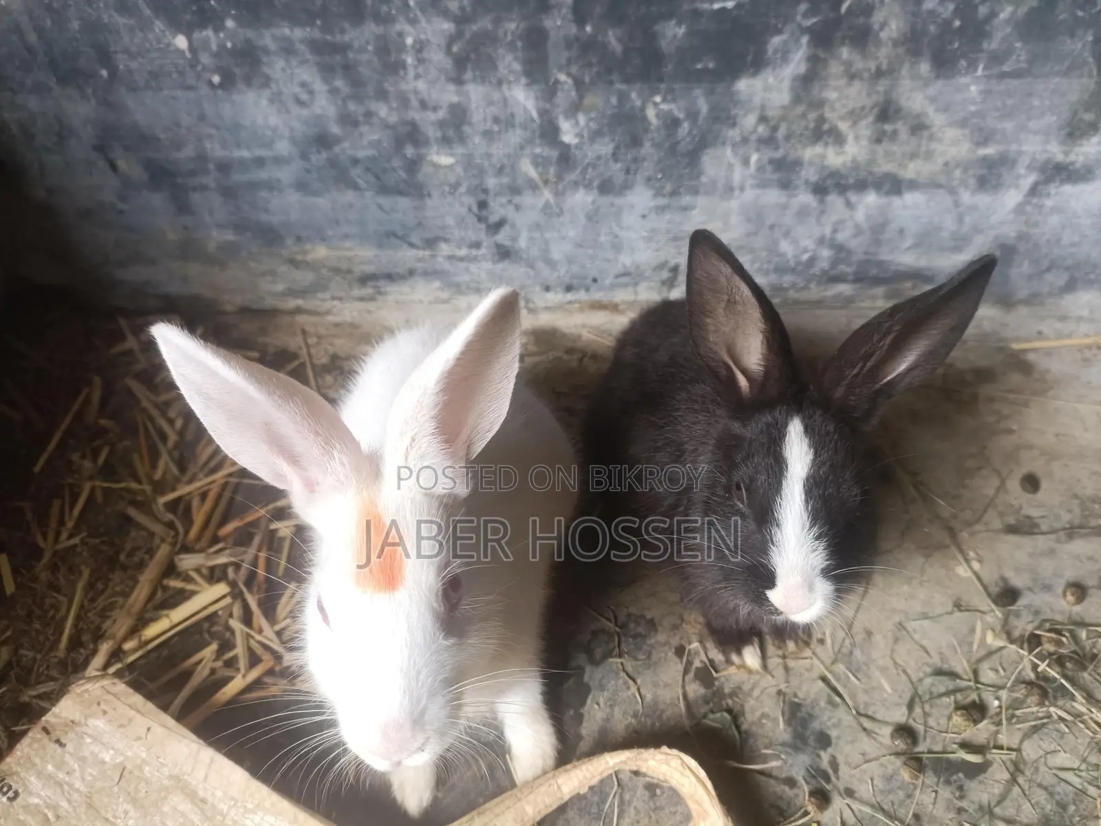 Rabbits