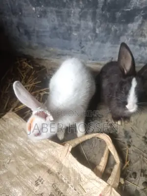 Rabbits