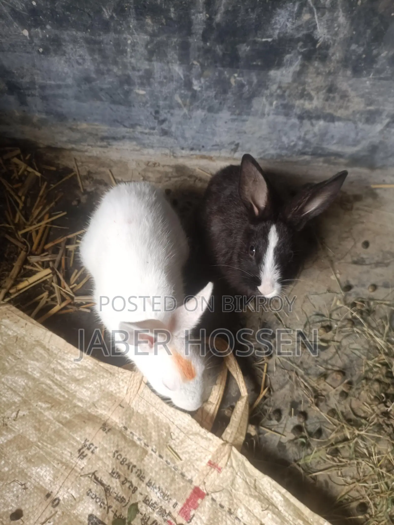 Rabbits