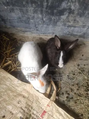 Rabbits