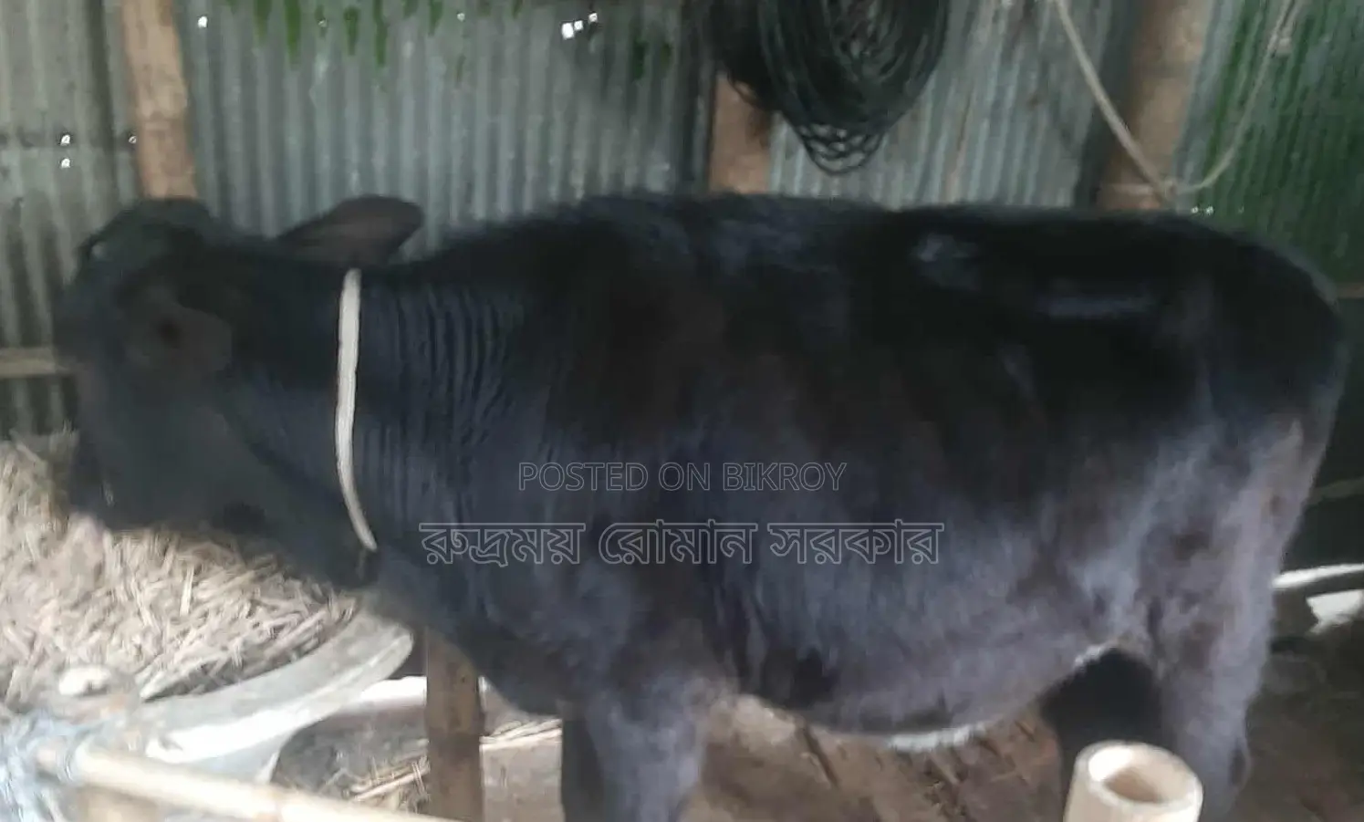 Cross-breed cow for sale