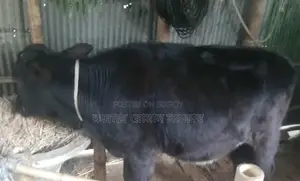 Cross-breed cow for sale