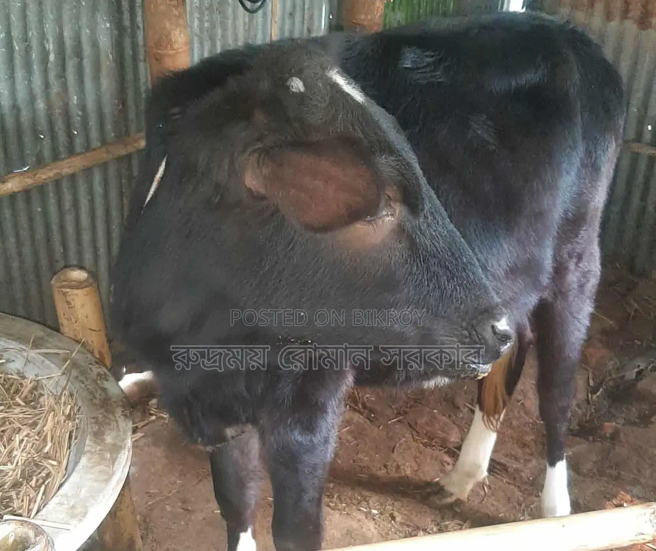 Cross-breed cow for sale