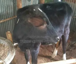 Cross-breed cow for sale