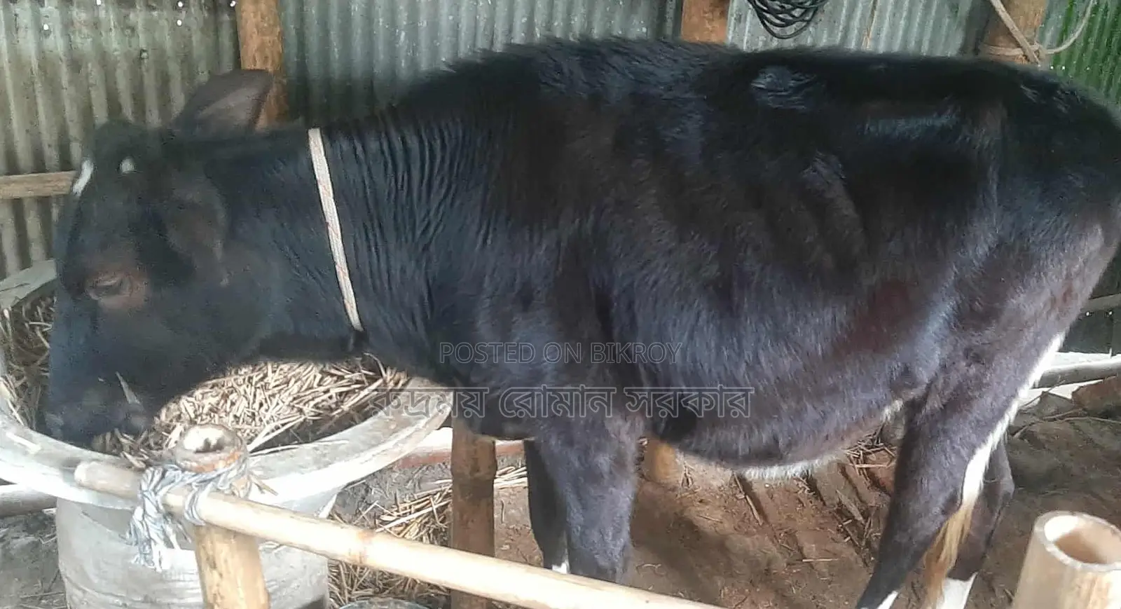 Cross-breed cow for sale