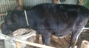 Cross-breed cow for sale