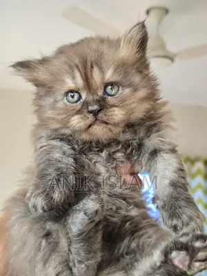 Traditional Persian female/male kitten