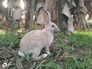 Beautiful Rabbits