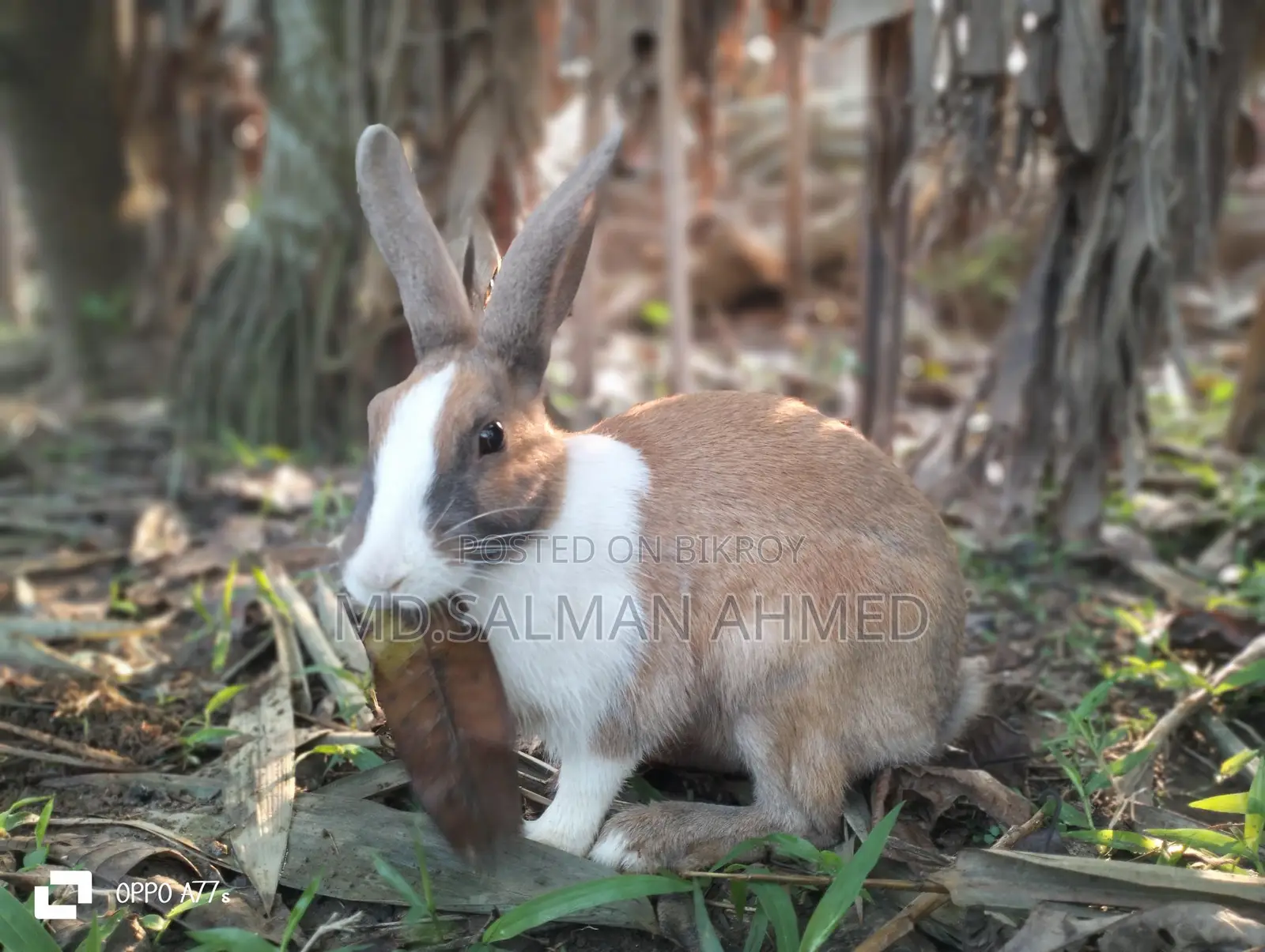 Beautiful Rabbits