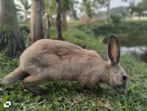 Beautiful Rabbits