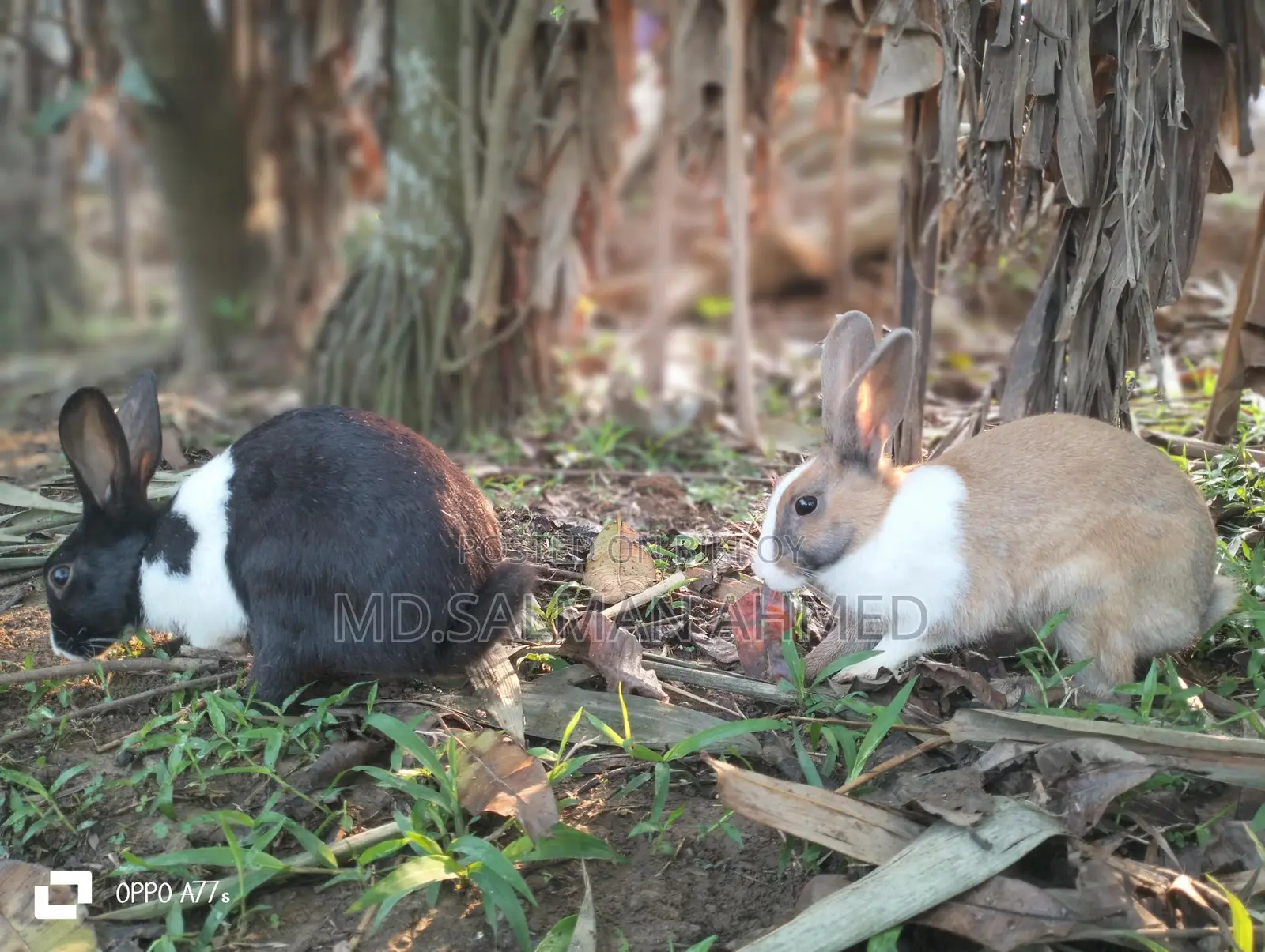Beautiful Rabbits