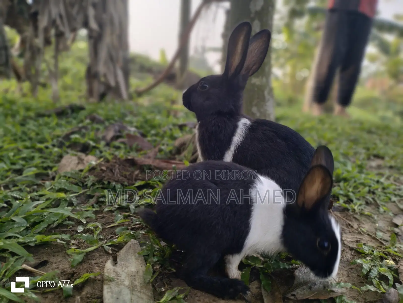 Beautiful Rabbits