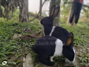 Beautiful Rabbits