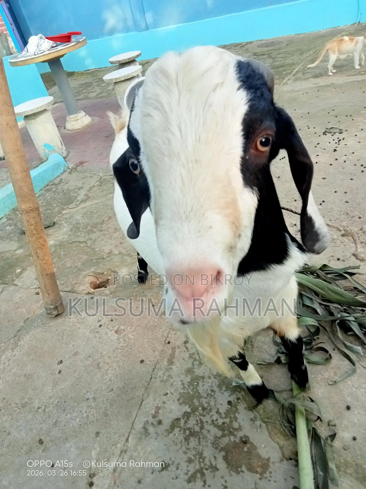 Buck Goat