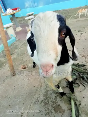 Buck Goat