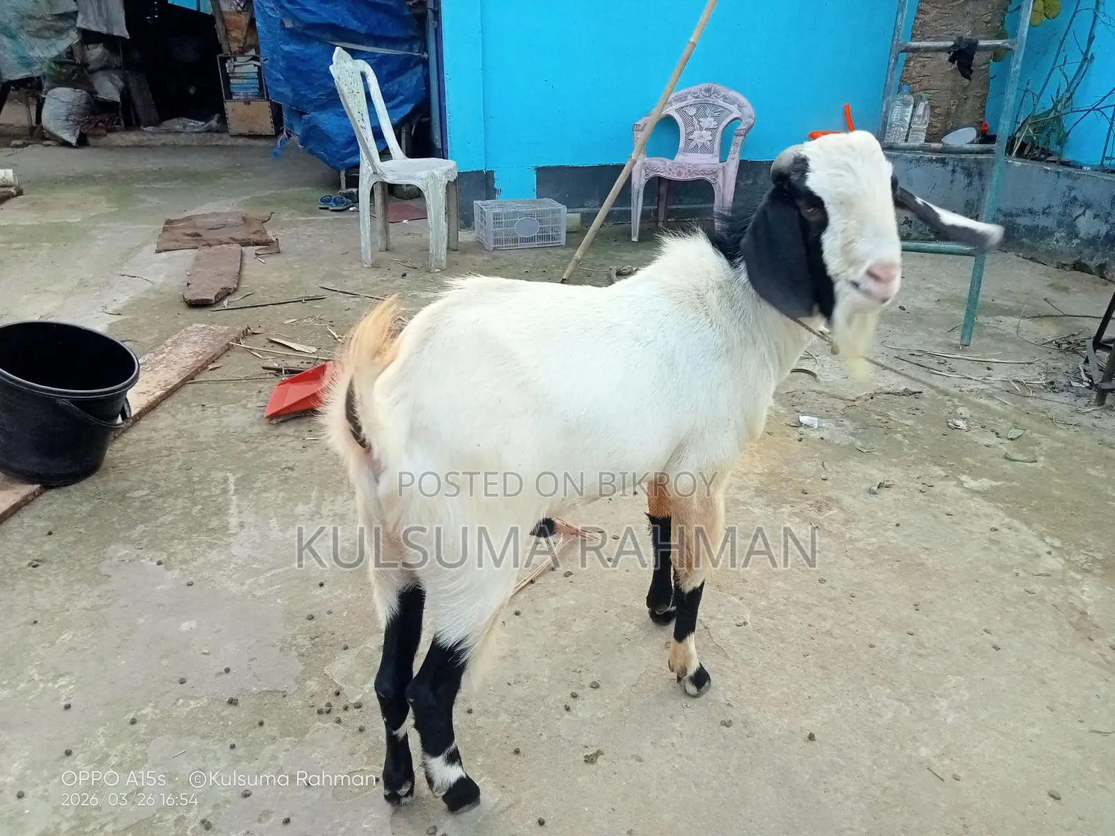 Buck Goat