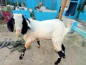 Buck Goat