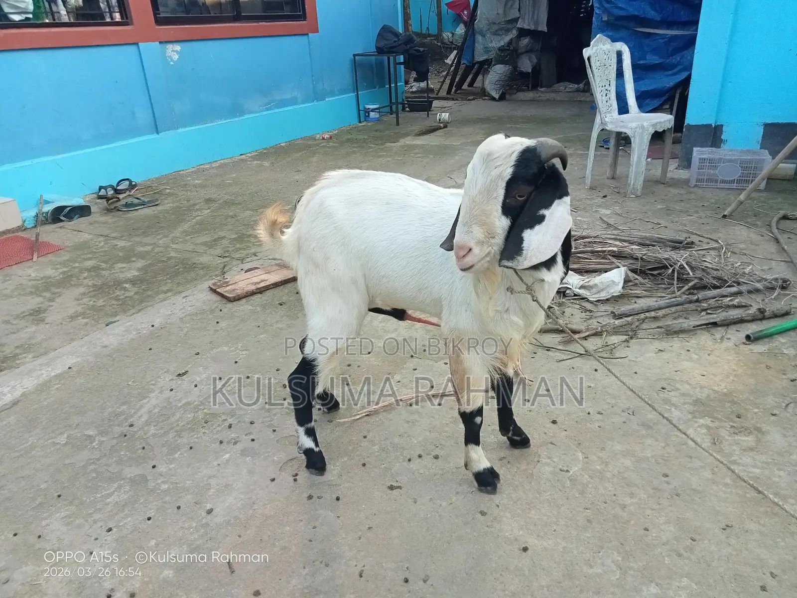 Buck Goat