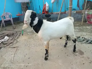 Buck Goat