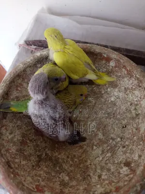 বাজরিগার পাখির বাচ্চা
