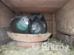 রানিং কবুতর সেল হবে।