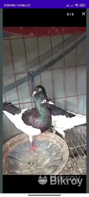 রানিং কবুতর সেল হবে।