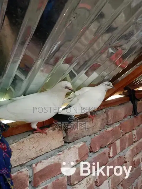 রানিং কবুতর সেল হবে।
