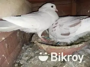 রানিং কবুতর সেল হবে।