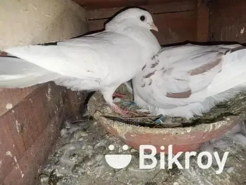 রানিং কবুতর সেল হবে।